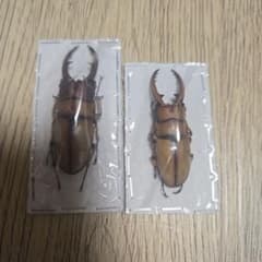 m*o様 Prosopocoillus astacoides 標本 2頭セットのサムネイル