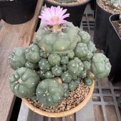 赤花有刺仔吹烏羽玉 - メルカリ