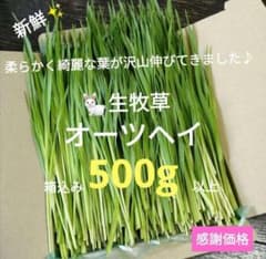 生牧草農薬不使用！オーツヘイ✨ネコポス箱込み500g以上　小動物おやつ⑤うさぎ 生牧草農薬不使用！オーツヘイ✨ネコポス箱込み500g以上 小動物おやつ