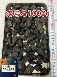 溶岩石　1000g アクアリウム　テラリウムのサムネイル