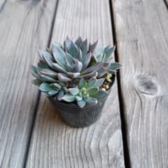 多肉植物　エケベリア　レスビのサムネイル