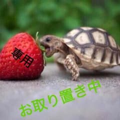 夏みかんちゃんさん専用お取り置き中のサムネイル