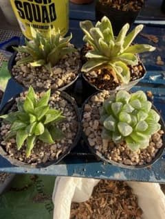 ハオルチアセットのサムネイル