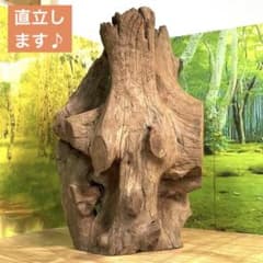 天然水槽用流木 こんなの欲しかった♪薄型でも重厚感な中サイズ 煮沸