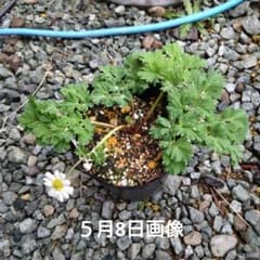 山野草　崕山固有種　キリギシソウ　15㌢培養土植え 山野草 崕山固有種 キリギシソウ 15㌢培養土植え - メルカリ
