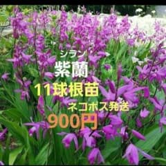 紫蘭(大中小)11球根苗♪900円♪ネコポス発送のサムネイル