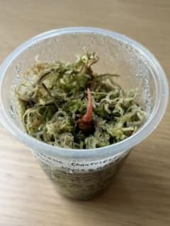 アロカシア・シャントリエリ ピンクバリエガータ 芋 - メルカリ
