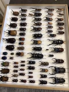 まとめ売り‼️クワガタムシ、カブトムシ標本のサムネイル