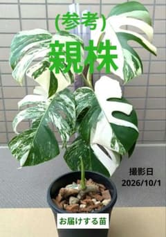 斑入り モンステラ ホワイトタイガー 発芽発根済み苗 らくらくメルカリ