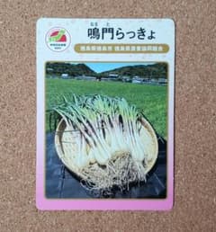 지단 카드 나루토 락쿄 도쿠시마 현 나루토시