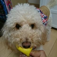 (ミム様専用)犬用ボールのサムネイル
