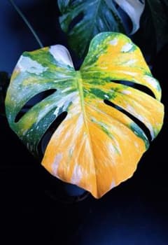 ア*ヌ様 M484モンステラ・ミューテーション・トリカラー石化三色変異個体・極レ m75336240607_1.jpg?1788957784
