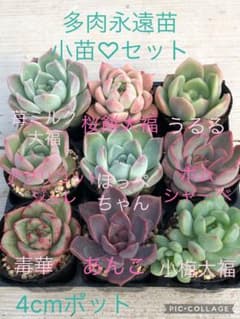 多肉永遠苗♡小苗セット - メルカリ
