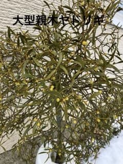 12レア　希少　縁起物　親木ヤドリギ　 ◉2色付き　実沢山❗️ B7希少 縁起物 親木ヤドリギ 2色 - メルカリ