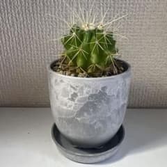 緑色のサボテン種類不明(鉢付き)のサムネイル