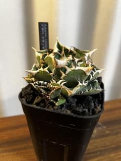 Agave Titanota ‘White hawk’ ホワイトホーク　子株 Agave Titanota 'White hawk' ホワイトホーク 子株 Agave titanota