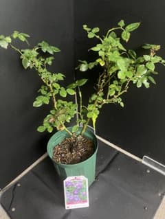 バラ　正規品　リナルド　苗のサムネイル