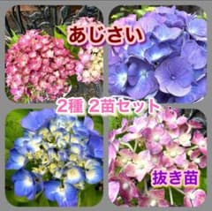 ❇️しっかり発根しています❇️紫陽花 2種 2苗セット☆抜き苗 K