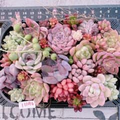 多肉植物 寄せ植えset♡11196 - メルカリ