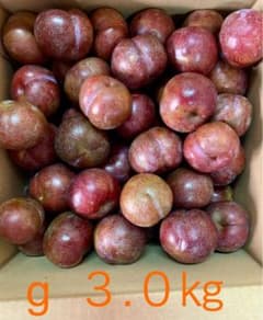 g．南国指宿産 すもも 3.0kg - メルカリ