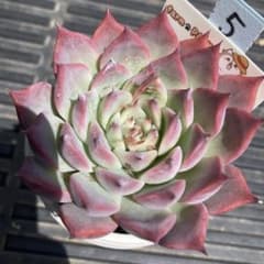 No.5 多肉植物 抜き苗 チワワエンシスYecorax コロラータhyb 札付