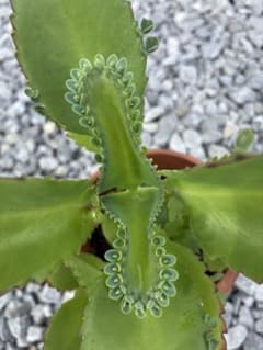 子宝草 多肉植物 観葉植物