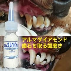 犬の歯石除去歯磨き　アルマダイアモンド②のサムネイル