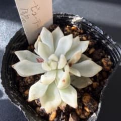 多肉植物 韓国苗 アイススノービューティー錦 Aのサムネイル