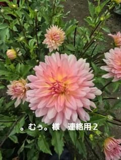 。むぅ。様　連絡用２のサムネイル