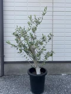 与謝野大仏　大苗♥　オリーブ　オリーブの木　樹齢20年　オリーブ苗 与謝野大仏 大苗♥ オリーブ オリーブの木 樹齢20年 オリーブ苗 与謝野