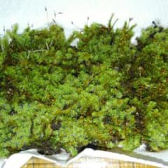 天然苔　砂苔のサムネイル
