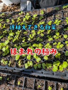 遅植えできる白菜苗 ほまれの極み 128穴トレイ苗　10株 - 3