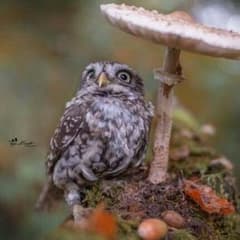 古文Love様専用のサムネイル