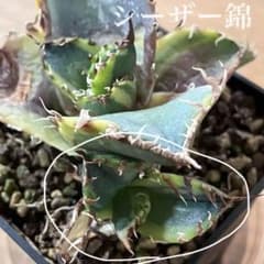 匿名配送【GWフェア】62 根付き くっきり斑 アガベ シーザー錦 覆輪斑