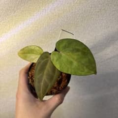 Anthurium AOS✖️RVDP斑入り - メルカリ