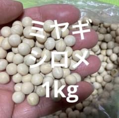ミヤギシロメ　1kg 新物　大豆　令和7年宮城県産のサムネイル
