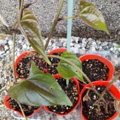 紫山芋の苗◆６セット◆ポットのまま発送◆のサムネイル