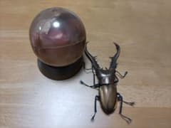 いきもの大図鑑　メタリフェルホソアカクワガタ(ブロンズ)のサムネイル