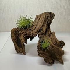 流木578 昆虫爬虫類 レイアウト用品 アク抜き済 シェルター 隠れ家