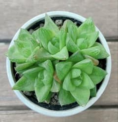 ハオルチア - メルカリ