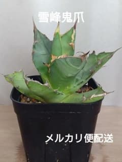 【仕立て直し用】アガベ チタノタ 雪峰鬼爪 ユキミネオニヅメ プレステラ鉢ごとのサムネイル