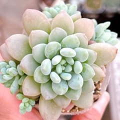 多肉植物 つぶつぶ可愛い♡ キャビア 抜き苗ポットの中全部 - メルカリ