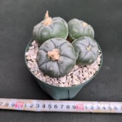 サボテン 烏羽玉 4頭のサムネイル