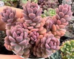 m*5様 美苗　ピンクディオラ　多肉植物のサムネイル