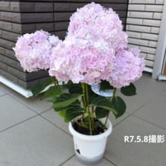 紫陽花 万華鏡 ピンク 島根県オリジナル 5号底面給水鉢 - メルカリ