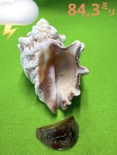 貝殻(沖縄の青い海の宝)ホラ貝蓋付 貝殻標本(沖縄の青い海の宝) シラクモガイ蓋付 - メルカリ
