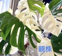 Emi H様 リクエスト 2点 まとめ商品のサムネイル