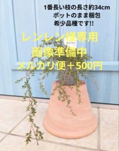 希少品種!! レプトスペルマム ☘ バーチカルドロップ ☘ 苗 - メルカリ