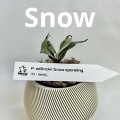 メルカリ便】P. Willinckii Snow(spore) 【68】 - メルカリ