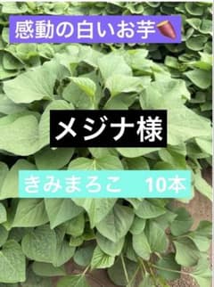 さつまいも苗のサムネイル